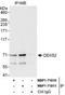 DExD-Box Helicase 52 antibody, NBP1-71810, Novus Biologicals, Western Blot image 