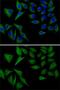 Antioxidant 1 Copper Chaperone antibody, GTX65531, GeneTex, Immunofluorescence image 