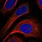 Glycine Cleavage System Protein H antibody, PA5-59538, Invitrogen Antibodies, Immunofluorescence image 