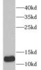 Thioredoxin, mitochondrial antibody, FNab09034, FineTest, Western Blot image 