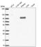 Quiescin Sulfhydryl Oxidase 1 antibody, NBP2-55409, Novus Biologicals, Western Blot image 