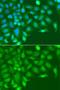RISC-loading complex subunit TARBP2 antibody, LS-C349220, Lifespan Biosciences, Immunofluorescence image 