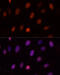 Polycomb Group Ring Finger 1 antibody, 22-140, ProSci, Immunofluorescence image 