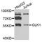 Dual specificity protein kinase CLK1 antibody, abx005243, Abbexa, Western Blot image 