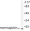 Secretoglobin Family 2A Member 2 antibody, LS-C176289, Lifespan Biosciences, Western Blot image 