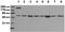 Fos Proto-Oncogene, AP-1 Transcription Factor Subunit antibody, M00297-2, Boster Biological Technology, Western Blot image 