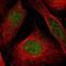 Cleavage And Polyadenylation Factor I Subunit 1 antibody, HPA057770, Atlas Antibodies, Immunofluorescence image 
