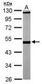 Tubulin beta antibody, LS-C185869, Lifespan Biosciences, Western Blot image 