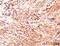 Anoctamin 1 antibody, 33-234, ProSci, Immunohistochemistry frozen image 