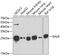 Ras-related protein Ral-B antibody, 22-430, ProSci, Western Blot image 