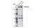 Plexin A2 antibody, 5658S, Cell Signaling Technology, Western Blot image 