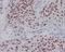 Transcription factor SOX-2 antibody, M00105-1, Boster Biological Technology, Immunohistochemistry frozen image 