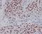 SRY-Box 2 antibody, M00105-1, Boster Biological Technology, Immunohistochemistry frozen image 