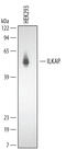 ILK Associated Serine/Threonine Phosphatase antibody, AF4554, R&D Systems, Western Blot image 