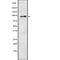 Heat Shock Protein Family A (Hsp70) Member 4 antibody, abx216067, Abbexa, Western Blot image 