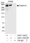 Filamin A antibody, A301-134A, Bethyl Labs, Immunoprecipitation image 