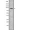 Cadherin 26 antibody, abx149142, Abbexa, Western Blot image 