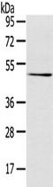 Transmembrane Serine Protease 4 antibody, TA350519, Origene, Western Blot image 