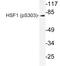 Heat Shock Transcription Factor 1 antibody, LS-C178054, Lifespan Biosciences, Western Blot image 