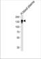 Ceruloplasmin antibody, TA324925, Origene, Western Blot image 