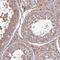 Glutamate Dehydrogenase 2 antibody, HPA042492, Atlas Antibodies, Immunohistochemistry frozen image 