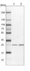 Eukaryotic Translation Initiation Factor 6 antibody, NBP2-13954, Novus Biologicals, Western Blot image 