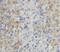 Myosin Phosphatase Rho Interacting Protein antibody, FNab05296, FineTest, Immunohistochemistry paraffin image 