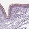 Matrix Metallopeptidase 27 antibody, NBP2-49584, Novus Biologicals, Immunohistochemistry paraffin image 