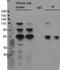 FUS RNA Binding Protein antibody, NB100-561, Novus Biologicals, Immunoprecipitation image 