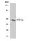 Neurotensin Receptor 2 antibody, LS-C200289, Lifespan Biosciences, Western Blot image 