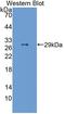 Follistatin Like 3 antibody, LS-C728154, Lifespan Biosciences, Western Blot image 