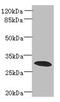 Phosducin Like 2 antibody, CSB-PA836663LA01HU, Cusabio, Western Blot image 