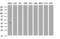 Apolipoprotein A5 antibody, LS-C338362, Lifespan Biosciences, Western Blot image 