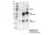 Zinc Finger FYVE-Type Containing 1 antibody, 38419S, Cell Signaling Technology, Immunoprecipitation image 