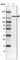 Hypoxia Up-Regulated 1 antibody, HPA049296, Atlas Antibodies, Western Blot image 