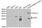 Apolipoprotein D antibody, abx004047, Abbexa, Western Blot image 