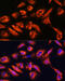 Dipeptidyl Peptidase 4 antibody, 15-597, ProSci, Immunofluorescence image 