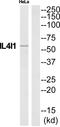 Interleukin 4 Induced 1 antibody, PA5-39609, Invitrogen Antibodies, Western Blot image 