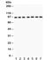 Nibrin antibody, R31829, NSJ Bioreagents, Western Blot image 