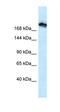 Tight Junction Protein 1 antibody, orb329876, Biorbyt, Western Blot image 