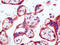 Chemerin Chemokine-Like Receptor 1 antibody, AM26720PU-N, Origene, Immunohistochemistry paraffin image 