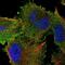 Spartin antibody, NBP2-54942, Novus Biologicals, Immunofluorescence image 