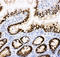 C-Terminal Binding Protein 2 antibody, LS-C312711, Lifespan Biosciences, Immunohistochemistry frozen image 