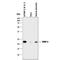 TIMP Metallopeptidase Inhibitor 2 antibody, MAB971, R&D Systems, Western Blot image 