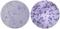 IL-4 antibody, 14-7041-81, Invitrogen Antibodies, Enzyme Linked Immunosorbent Assay image 