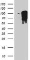 T-box transcription factor TBX3 antibody, TA811270, Origene, Western Blot image 