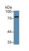 NUAK Family Kinase 1 antibody, LS-C374994, Lifespan Biosciences, Western Blot image 