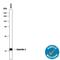 Galectin 1 antibody, MAB1152, R&D Systems, Western Blot image 