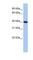 G Protein Subunit Alpha I2 antibody, NBP1-58301, Novus Biologicals, Enzyme Linked Immunosorbent Assay image 