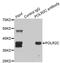 RNA Polymerase II Subunit C antibody, LS-C331689, Lifespan Biosciences, Immunoprecipitation image 